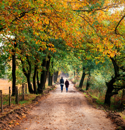 Wanderweg mit Bäumen in Herbstfarben