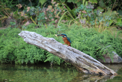 Eisvogel auf einem abgebrochenen Stamm im dem Wasser