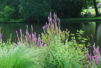 Lütterbach mit Gras, Blumen und Bäumen