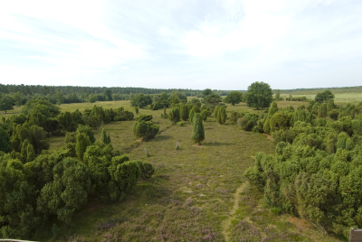 Eine grüne Heidelandschaft mit Bäumen und Sträuchern
