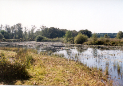 Ein Fluss mit Ufer und grünem Rasen. Im Hintergrund sieht man Büsche und Bäume.