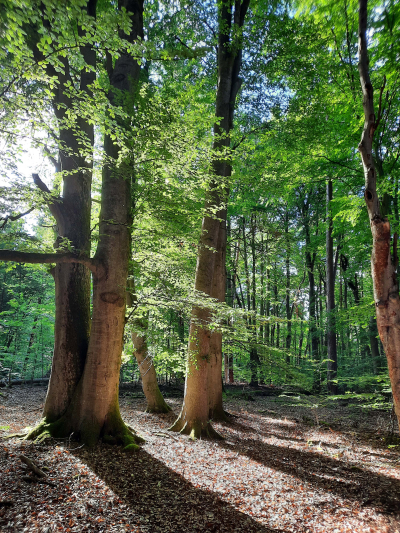 Bild im Wald mit Sonne hinter den Bäumen